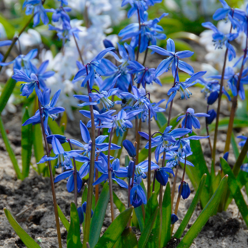 6510-Scilla-siberica XL-Pack Scilla siberica
