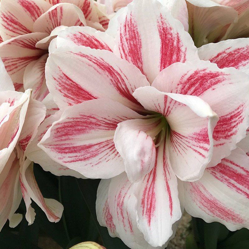 Amaryllis-Aquaro Amaryllis Aquaro®