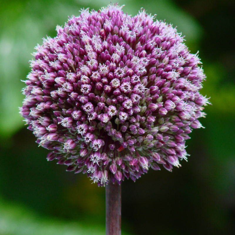 5050 Allium Summer Drummer