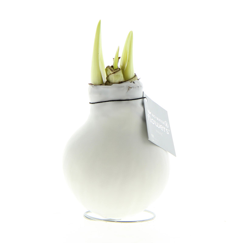 Wax Amaryllis Wit