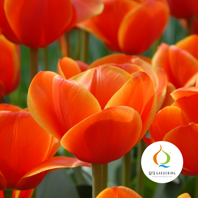 2010-Tulipa-Ad-Rem-logo