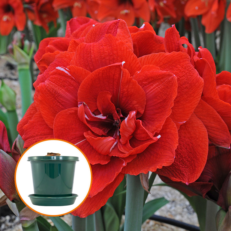 Amaryllis Cherry Nymph on pot and in gift box