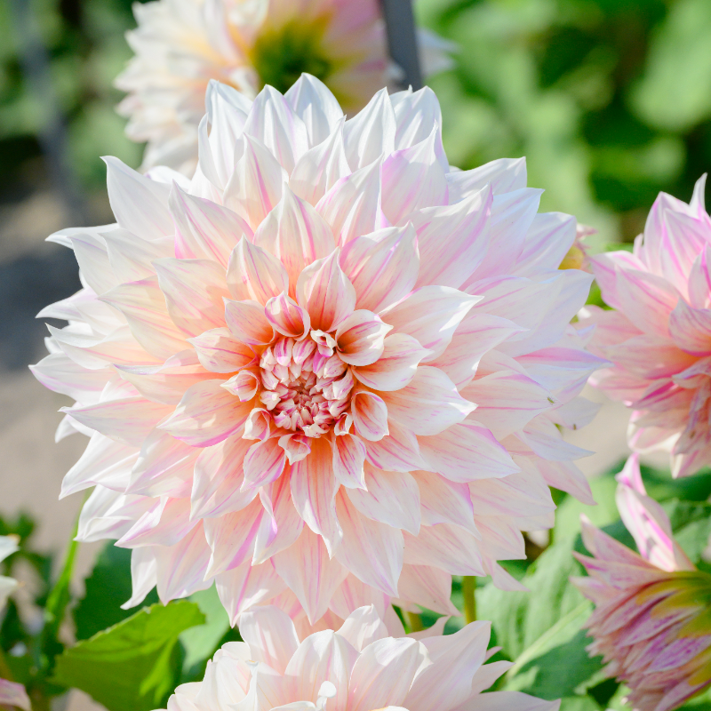 Dinnerplate Dahlia Collection “Café au lait“