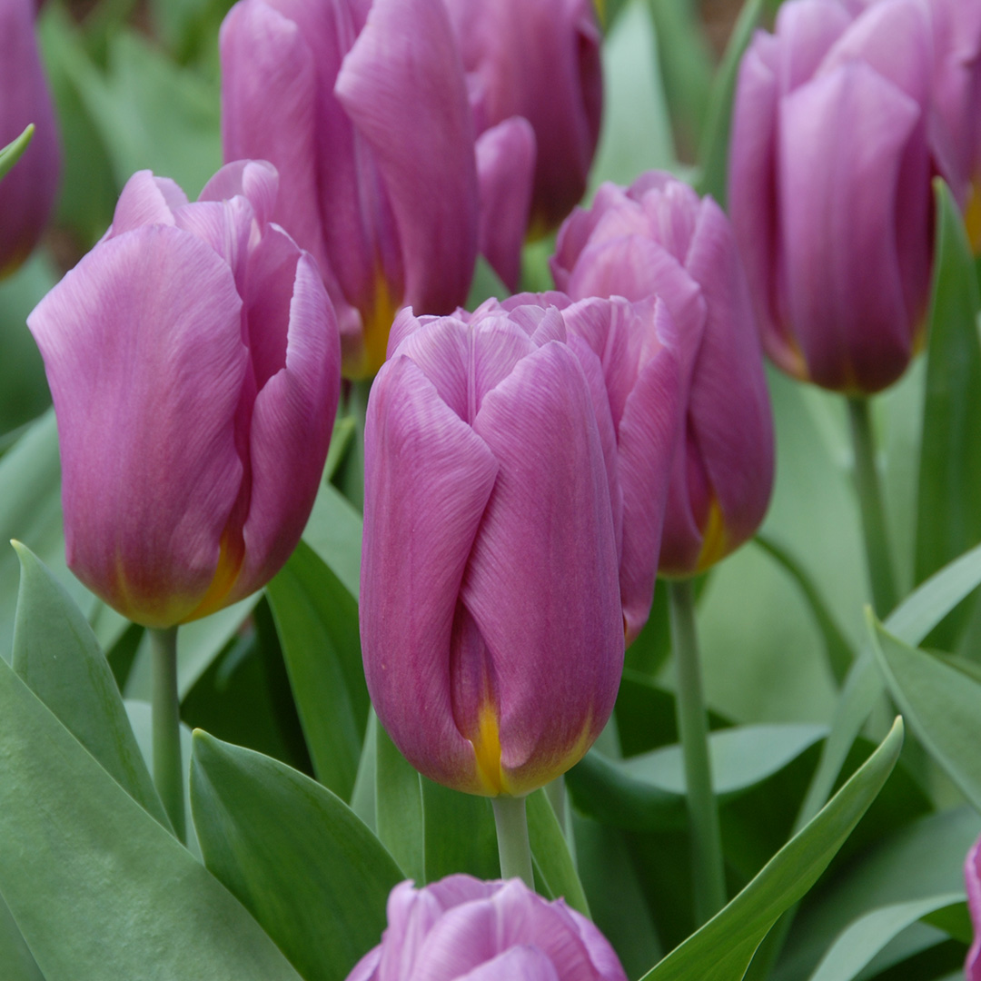 Tulip Copex
