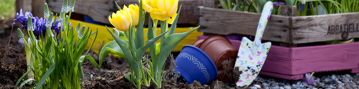 Planting Flower Bulbs