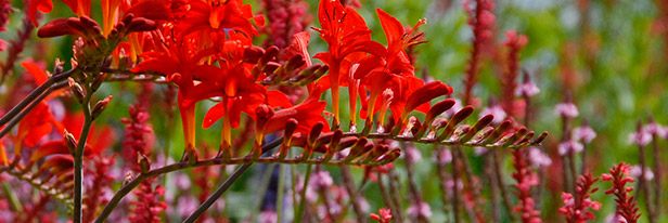 Crocosmia-menu