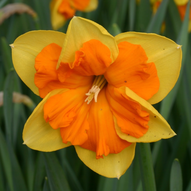 3037 Narcissus Congress
