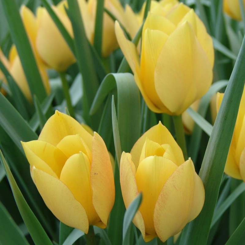 2065 Tulip batalinii Bright Gem