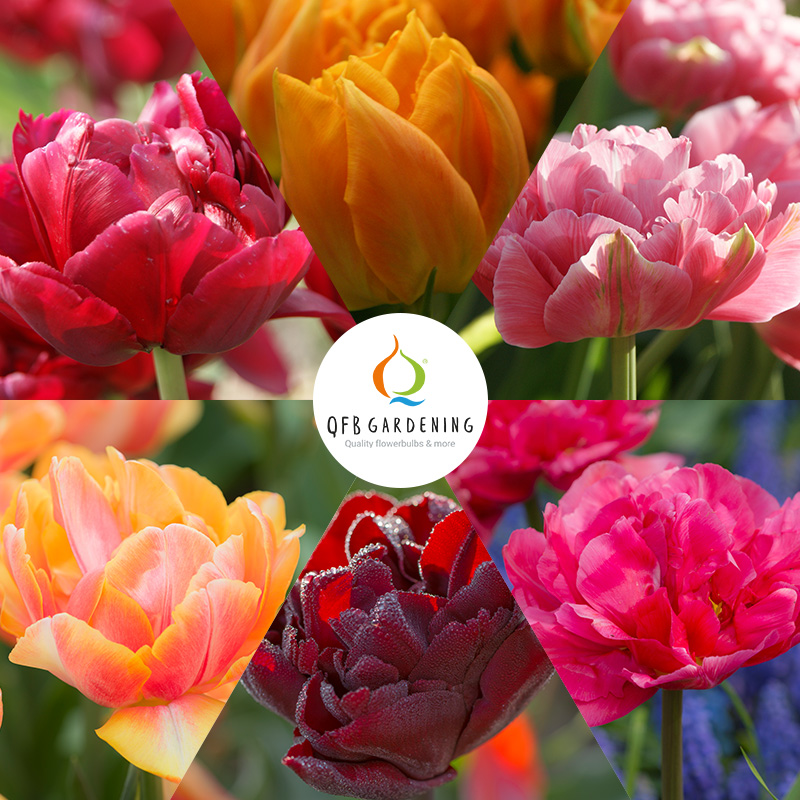 1195-Dubbele-Tulpen-Collectie-logo