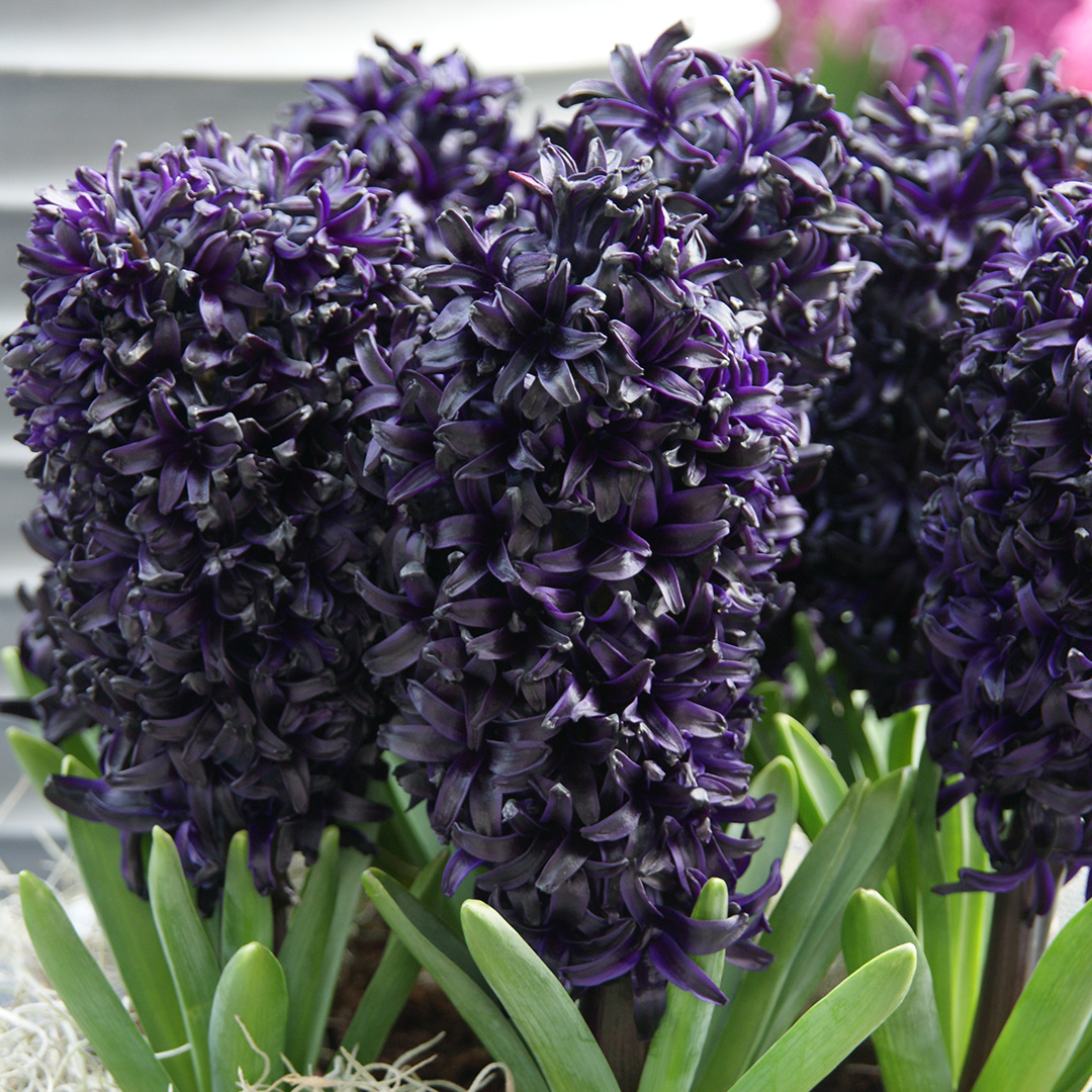 Hyacinth Midnight Sky Hyacinth Midnight Sky