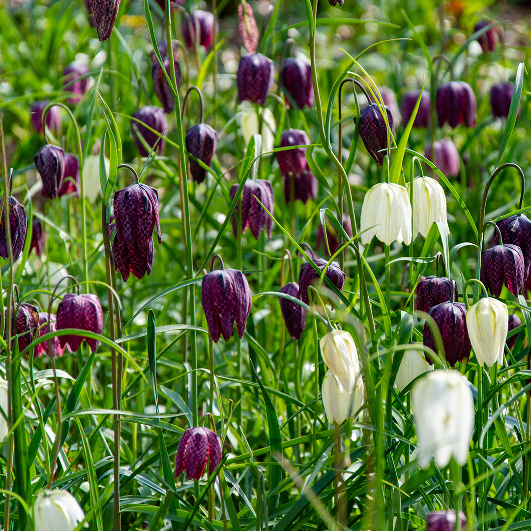Fritillaria meleagris mix
