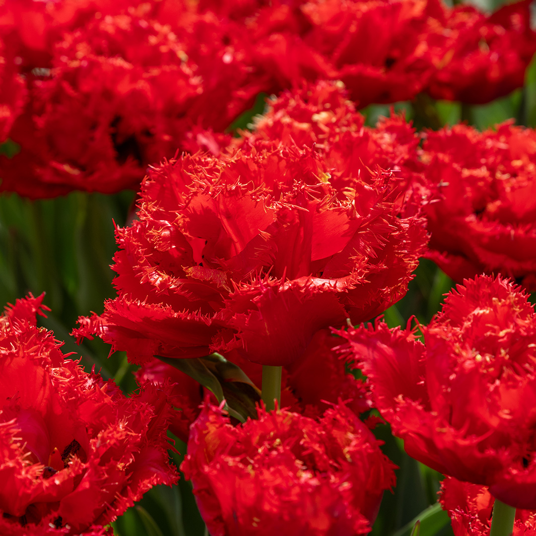 Tulip Mi Amor