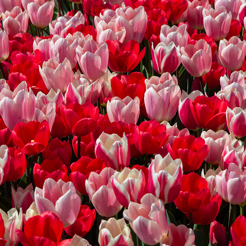 1225-Morning-Delight Tulip Bulb Collection "Morning Delight"