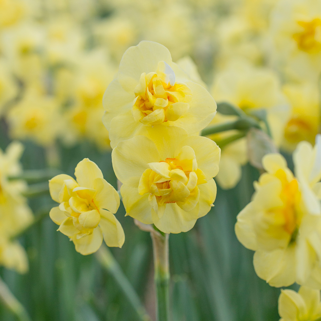 Daffodil Yellow Cheerfullness