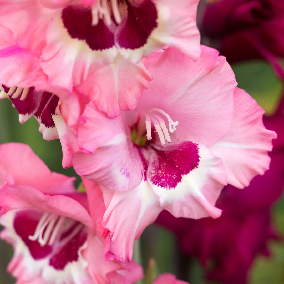 Gladiolus Wine and Roses