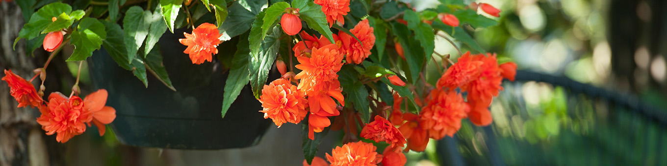 All About Begonias