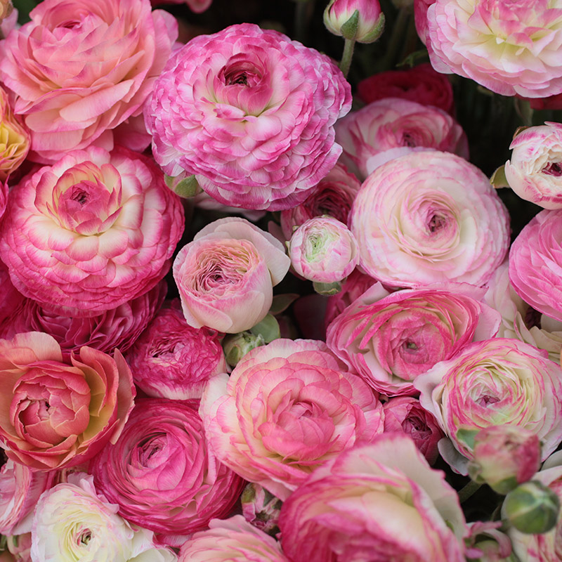 Bulbi di alta qualità di Ranuncoli asiatici Rosa Dimensioni: Bulbi Bulbi di alta qualità di Ranuncoli asiatici Rosa Dimensioni: Bulbi