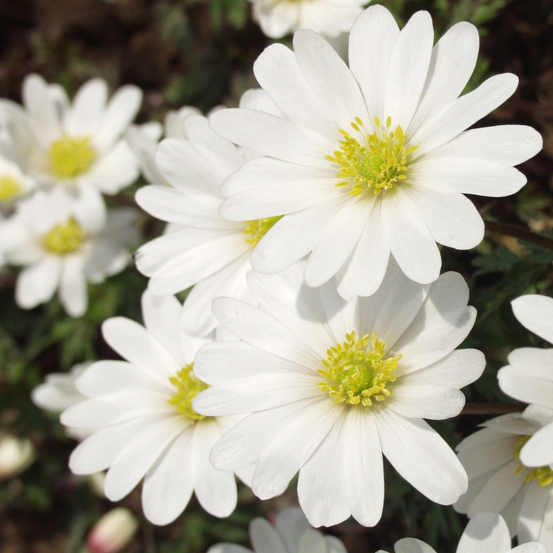 Anemone White Splendour