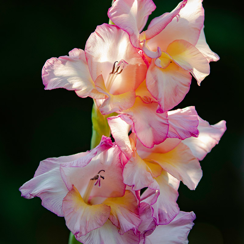 Gladiolus Priscilla