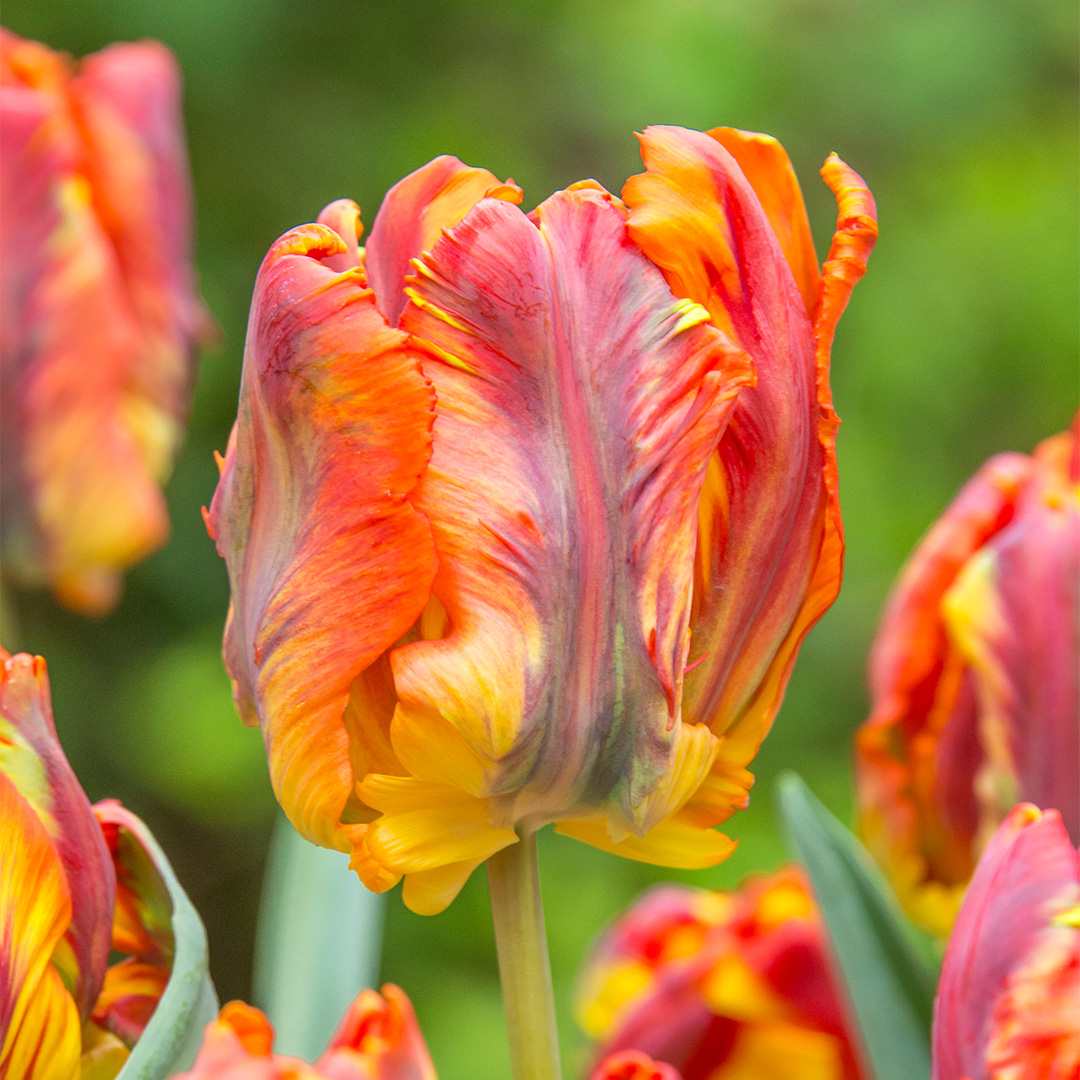 Tulip Rasta Parrot®