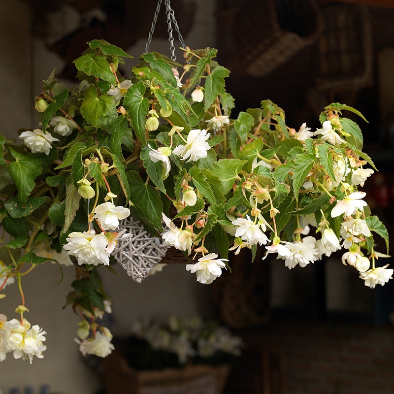 Begonia pendula white