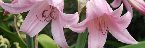 Crinum-menu