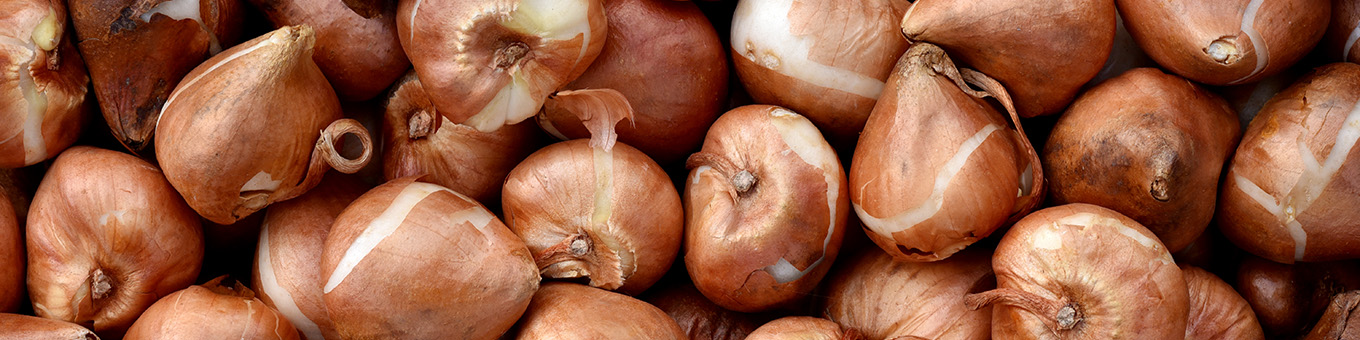 How does the Tulip breeding process work?