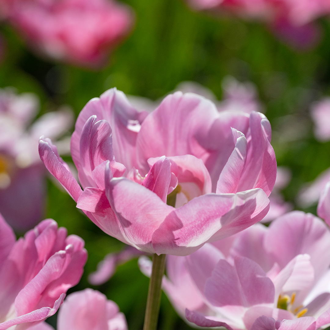 Tulip Upstar