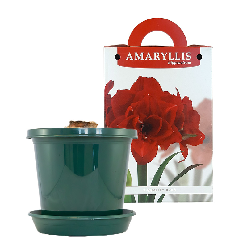 Amaryllis Cherry Nymph on pot and in gift box