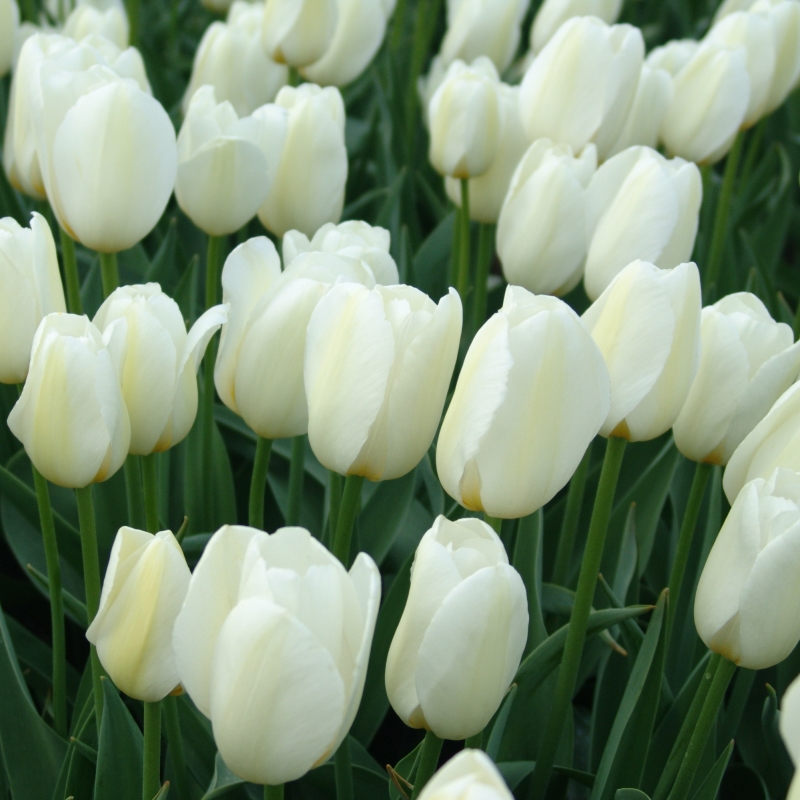 Tulip Pays Bas®