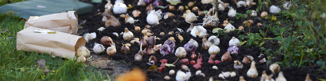 Flower bulbs for beginners | The 10 most frequently asked questions