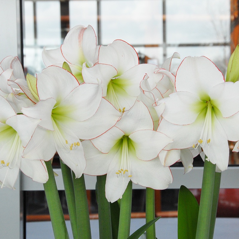 Amaryllis Picotee