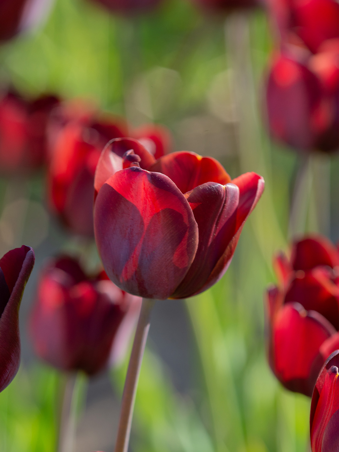 Tulip Dom Pedro