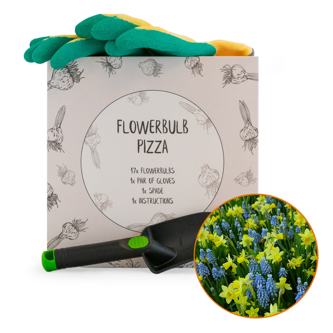 Pizza Daffodil Tête-à-Tête & Muscari Armeniacum with shovel and gloves