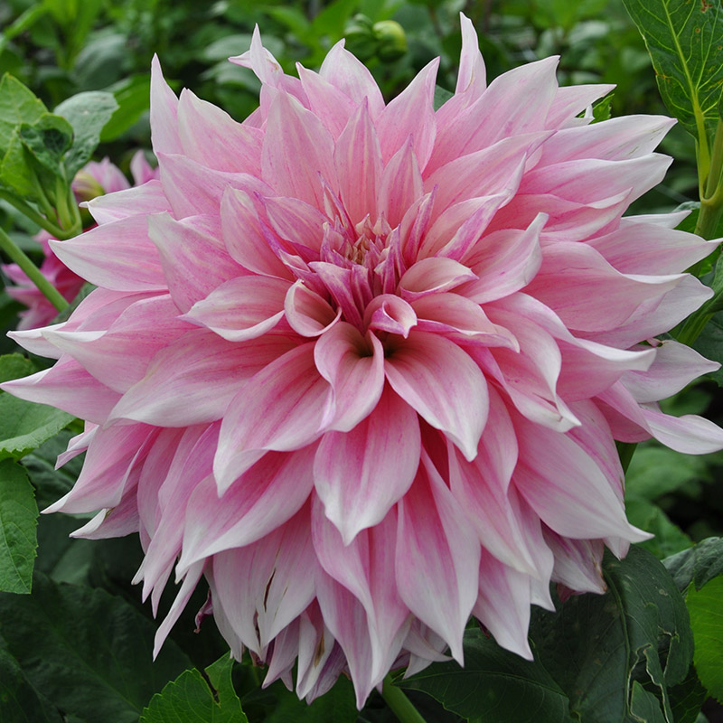 Dinnerplate Dahlia Collection “Café au lait“