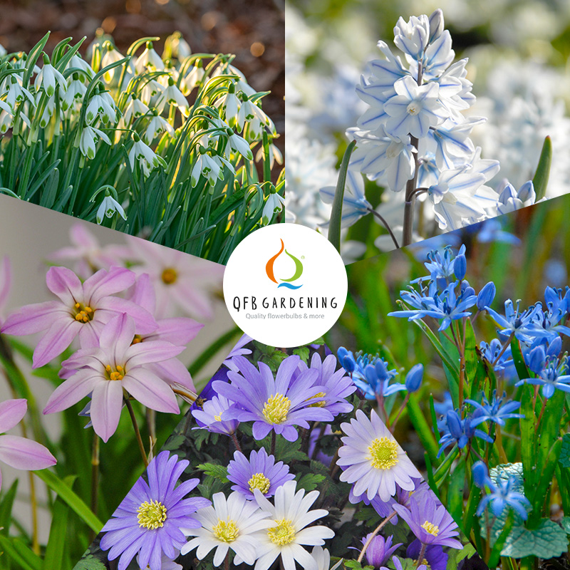 Bulb collection "Wild Bunch"
