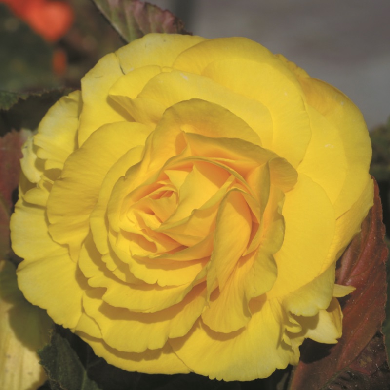 Begonia double yellow