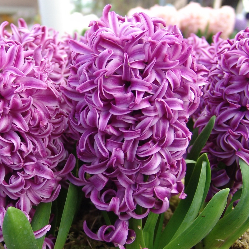8120 Hyacinth Purple Sensation