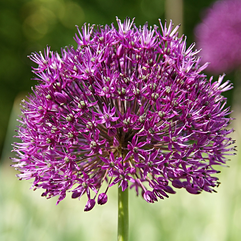 grootverpakking-allium-purple-sensation XL-Pack Allium Purple Sensation