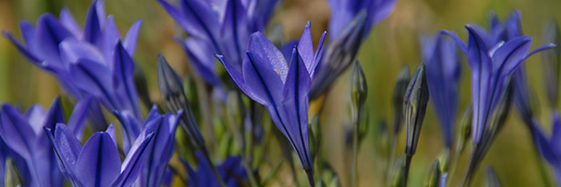 Triteleia-menu