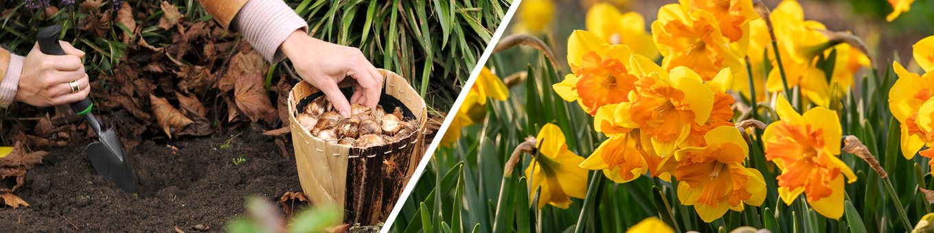 Planting Daffodil Bulbs