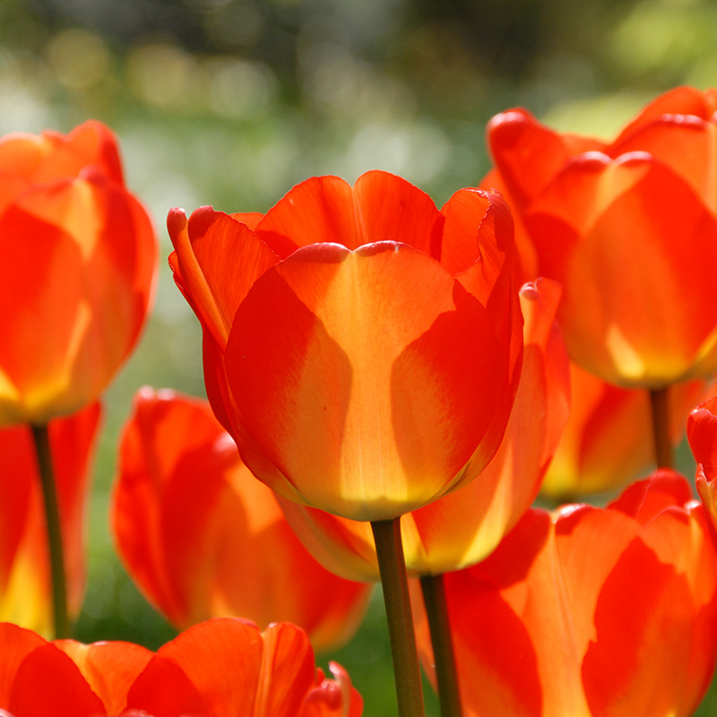 Tulip American Dream