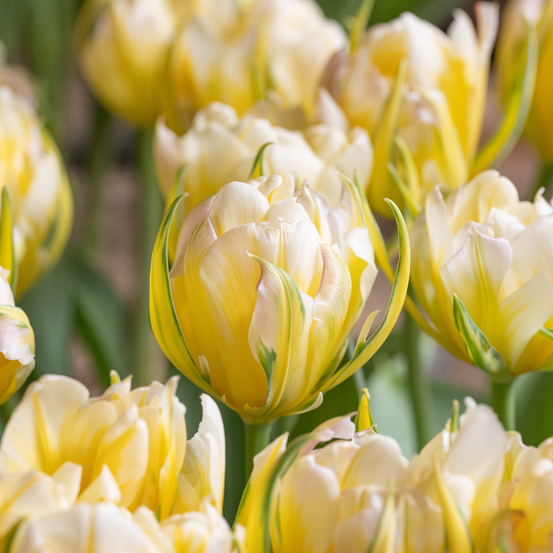 Tulip Sweet Valley Tulip Sweet Valley