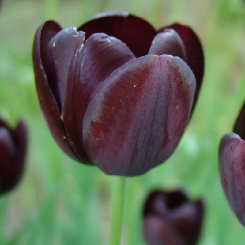 Tulip Queen of Night