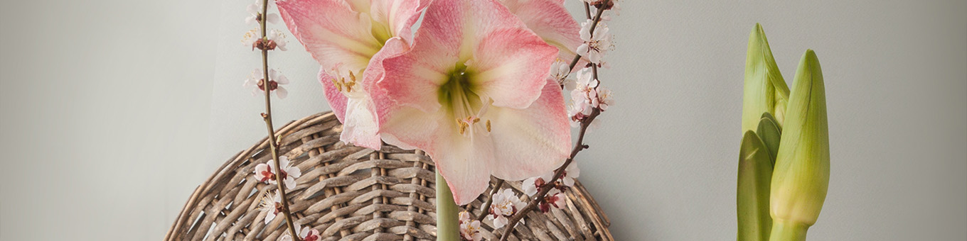 Amaryllis not flowering? Here's how you can get them to bloom!