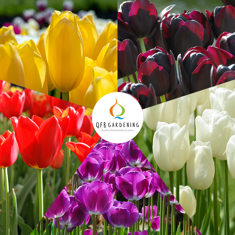 Tulip Bulb Collection ''Mondriaan''