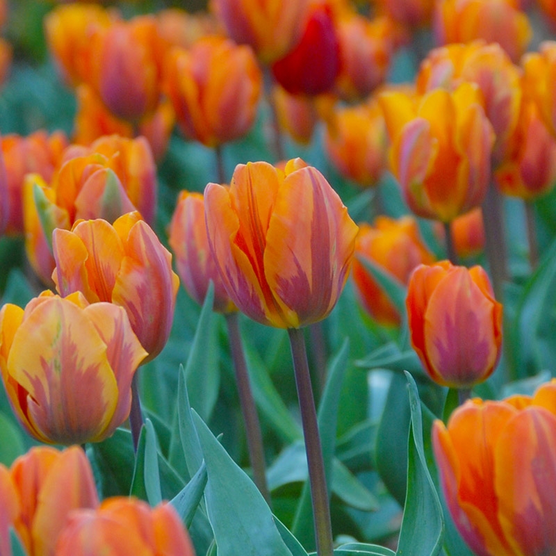 XL-Pack Tulip Prinses Irene