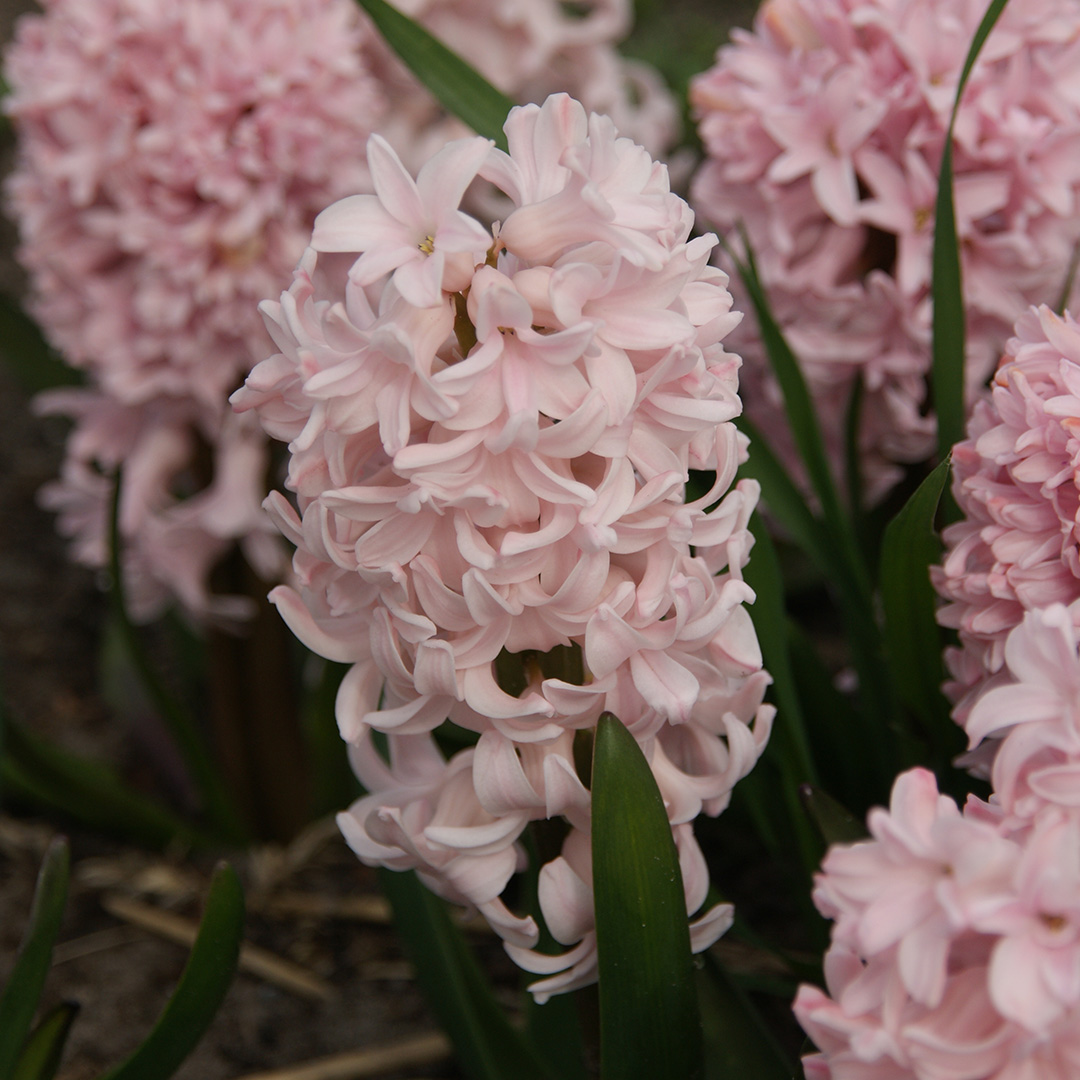 Hyacinth Apricot Passion