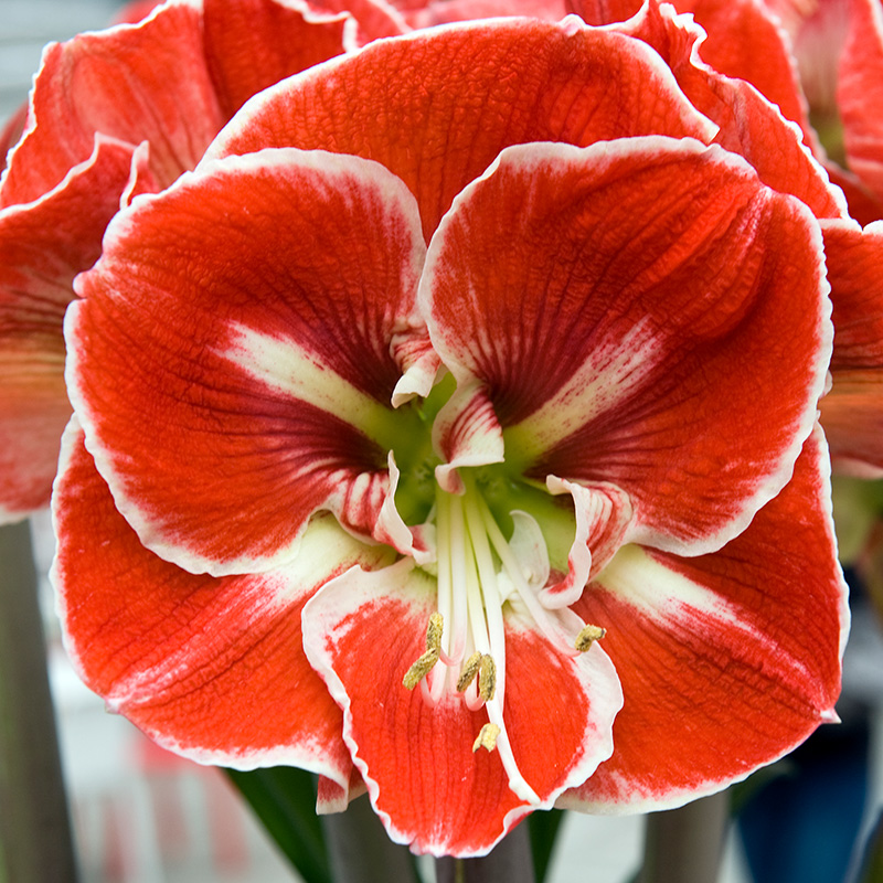 9435-Hippeastrum-Samba-01 Amaryllis Samba®