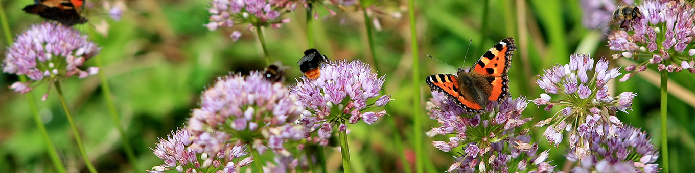 Contributing to Biodiversity: How Can You Help?